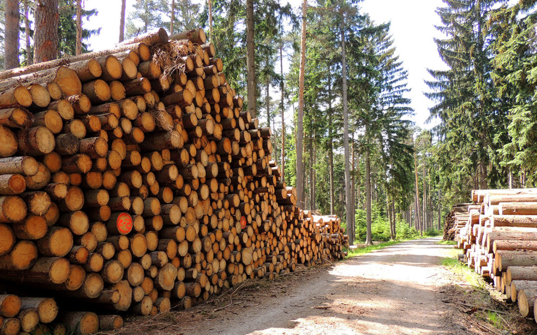 Holzmarktbericht Dezember 2020